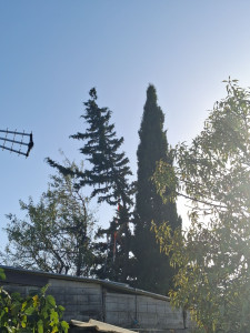 Photo de galerie - élagage de sapin en cour