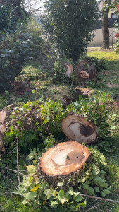 Photo de galerie - élagage d arbre 