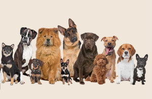 Photo de galerie - Garde d'animaux en cas d'absence 
Promenades ,vacances, Hospitalisation.???