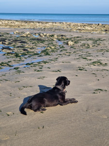 Photo de galerie - Balade avec ma chienne à la plage !