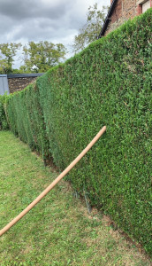 Photo de galerie - Taille de haie de sapin 
