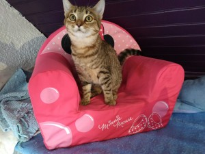 Photo de galerie - Garde chat