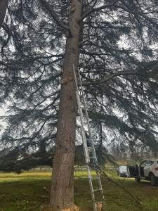 Photo de galerie - ÉLAGAGE SANITAIRE D’UN CÈDRE 