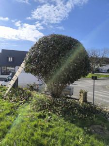 Photo de galerie - Taille de haies et d'arbustes