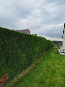 Photo de galerie - Taillage de haie avec évacuation