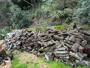 Photo de galerie - Elagage et coupe d'arbres