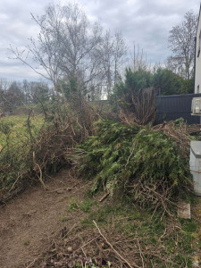 Photo de galerie - Elagage et coupe d'arbres