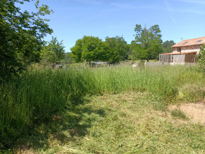 Photo de galerie - Débroussaillage grandes herbes sur terrain abandonné 