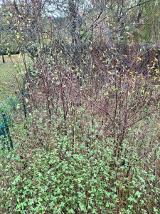 Photo de galerie - Avant 