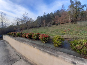 Photo de galerie - Entretien et taillage 