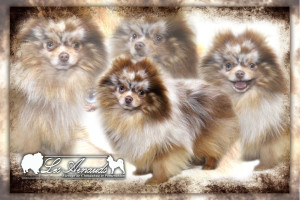 Photo de galerie - Un chiot né chez moi que j'ai gardé comme étalon