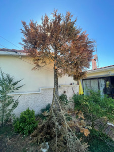 Photo de galerie - Abattage d’arbre mort et devenu dangereux pour les installations électriques 