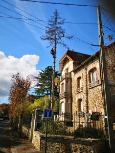 Photo de galerie - Abattage d'arbres

