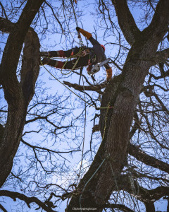 Photo de galerie - Elagage et coupe d'arbres