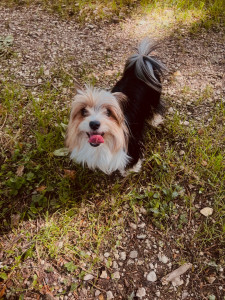 Photo de galerie - Habitué des animaux , avec de l’expérience depuis le jeune âge n’hésitez pas ! 