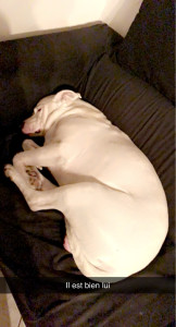 Photo de galerie - Garde chien