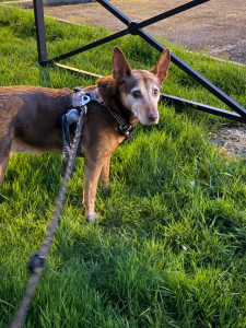 Photo de galerie - Promenade foxy 