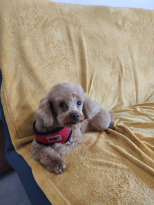 Photo de galerie - La petite Chouchou d'amour chez - nous ! 