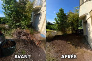 Photo de galerie - Taillages des arbres avec évacuation des branches mortes remis en état 