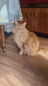 Photo de galerie - Le beau et Grand Ramsès, magnifique Maine Coon ? 