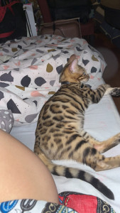 Photo de galerie - Voici mon magnifique chat nommé Urus, un bengal pur race