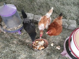 Photo réalisation - Garde animaux - Alice L. - Yerres (Rives de l'Yerres-Tournelles) : Garde de poules à leur domicile