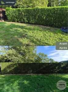 Photo de galerie - Taille thuya