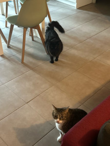 Photo de galerie - 2 chats, gardés à leur domicile pendant 1 semaine pour rendre service à mes voisins de pallier :) 2 visites par jours !! 