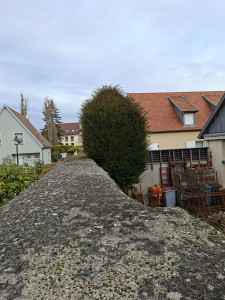 Photo de galerie - Taille de haies et d'arbustes