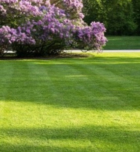 Photo de galerie - Entretien de jardins avec un arrosage intégré  avec réserve 