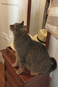 Photo de galerie - Garde chat