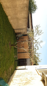 Photo de galerie - Taille de haies et d'arbustes