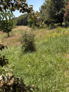 Photo de galerie - Terrain 1300m2 avant tonte 