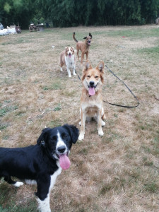 Photo de galerie - Les loulous en pension ! 