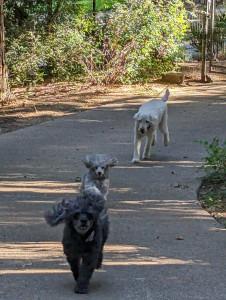 Photo de galerie - Garde chien