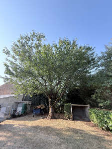 Photo de galerie - Elagage et coupe d'arbres