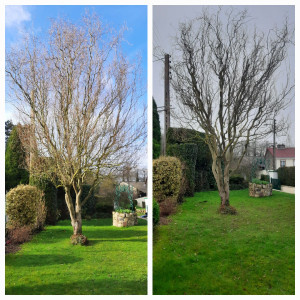 Photo de galerie - Elagage et coupe d'arbres