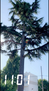 Photo de galerie - Elagage et coupe d'arbres