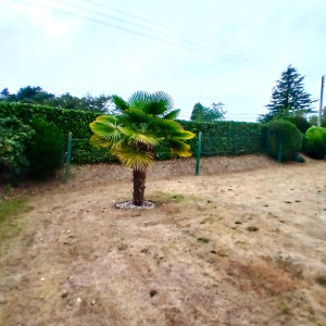 Photo de galerie - Taille de haie 