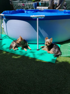 Photo de galerie - Je vous présente Nouma/loulou