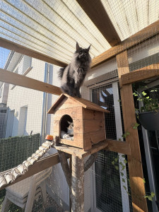 Photo de galerie - Garde chat