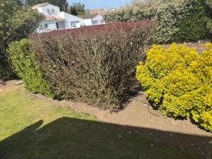 Photo de galerie - Désherbage 