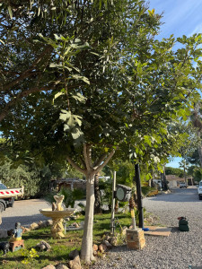 Photo de galerie - Elagage et coupe d'arbres