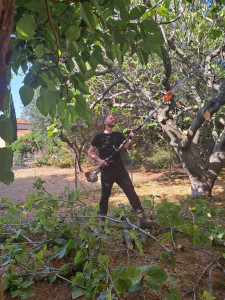 Photo de galerie - Abattage Figuier infesté