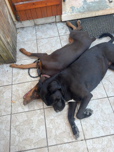 Photo de galerie - Garde chiens ? 