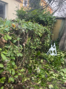 Photo de galerie - Intervention sur un haies jamais coupé il ya 2 jours a pomérols 