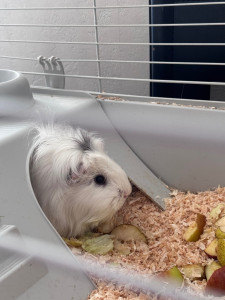Photo de galerie - Voici Cookie, une petite cochon d’Inde que je garde 