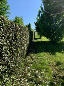 Photo de galerie - Taille de haies et d'arbustes