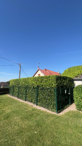 Photo de galerie - Taille de laurier