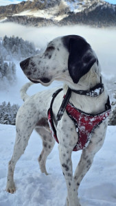 Photo de galerie - Balade à la montagne avec un pensionnaire 